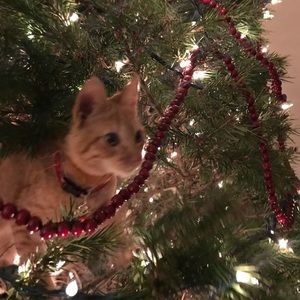 Meet your Posher, Brent